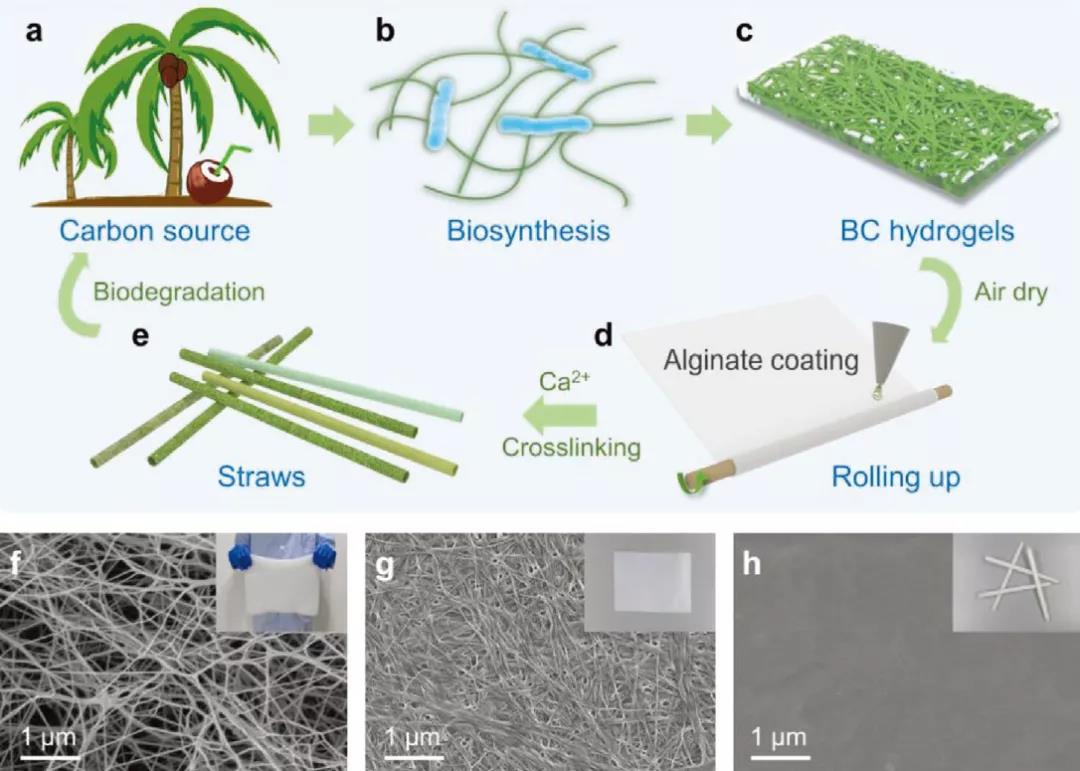 中国科大俞书宏院士团队AFM：可以吃的细菌纤维素吸管，强度是纸的14倍！